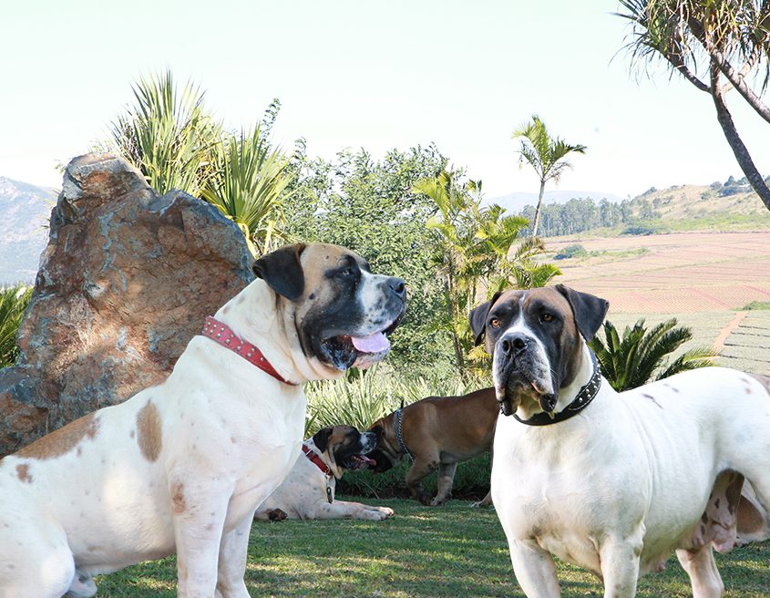 about-dogs